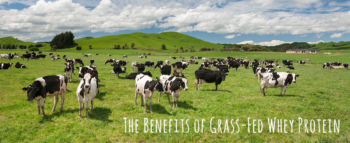 benefits whey protein